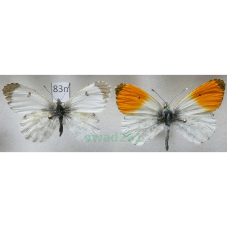 Anthocharis cardamines (Linnaeus, 1758) pair Zorzynek rzeżuchowiec Poland83n